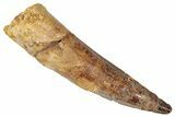Fossil Spinosaurus Tooth - Real Dinosaur Tooth #346308-1